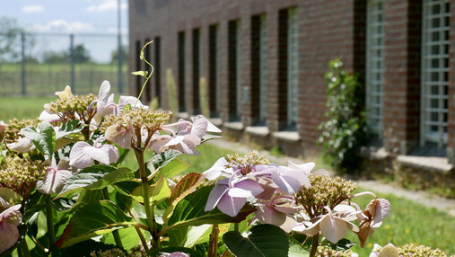 Foto zum Thema "JVA Hahnöfersand": Im Vordergrund sind Blumen zu sehen, im Hintergrund ein Gefängnisgebäude im Unscharfen.