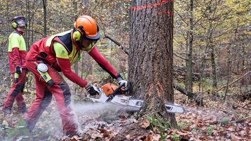 Foto zum Thema Forstwirtschaft und Klimawandel: Zu sehen ist ein Waldarbeiter, der mit einer Motorsäge einen Baum fällt.
