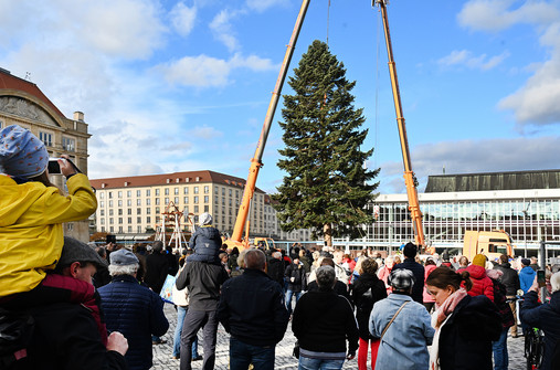 Zu sehen ist, wie der Weihnachtsbaum auf dem Dresdner Striezelmarkt aufgestellt wird.