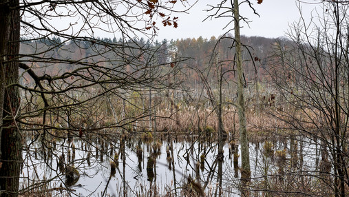 Foto zum Thema Forstwirtschaft und Klimawandel: Zu sehen ist das Hochmoor Lieper Posse, das erfolgreich renaturiert wurde.