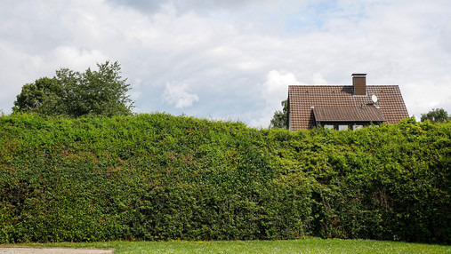 Foto zum Thema "Maßregelvollzug Moringen": Zu sehen ist die Hecke, die den Zaun ersetzt.