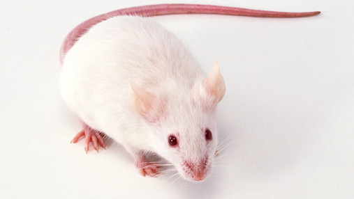 Foto zum Thema lustige Polizeieinsätze: Zu sehen ist weiße Maus, die Teil einer Anekdote ist.