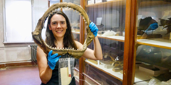 Sammlungs-Manager*in?