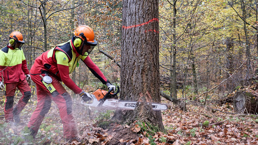 Foto zum Thema "Bund Deutscher Forstleute": Zu sehen ist ein Forstwirt, der mit einer Motorsäge einen Baum fällt.